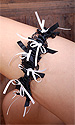 Twinky Garter 